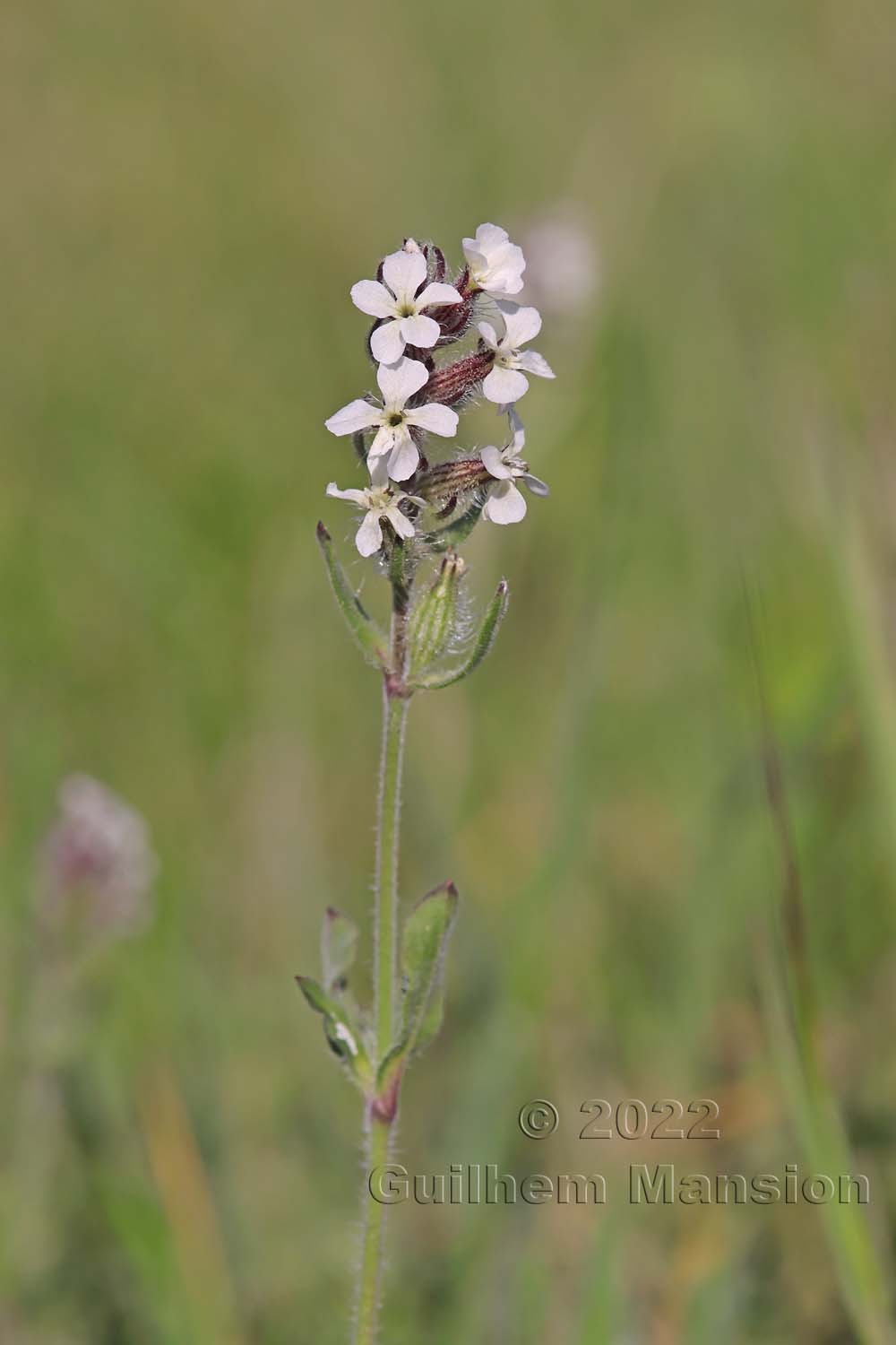 Silene gallica