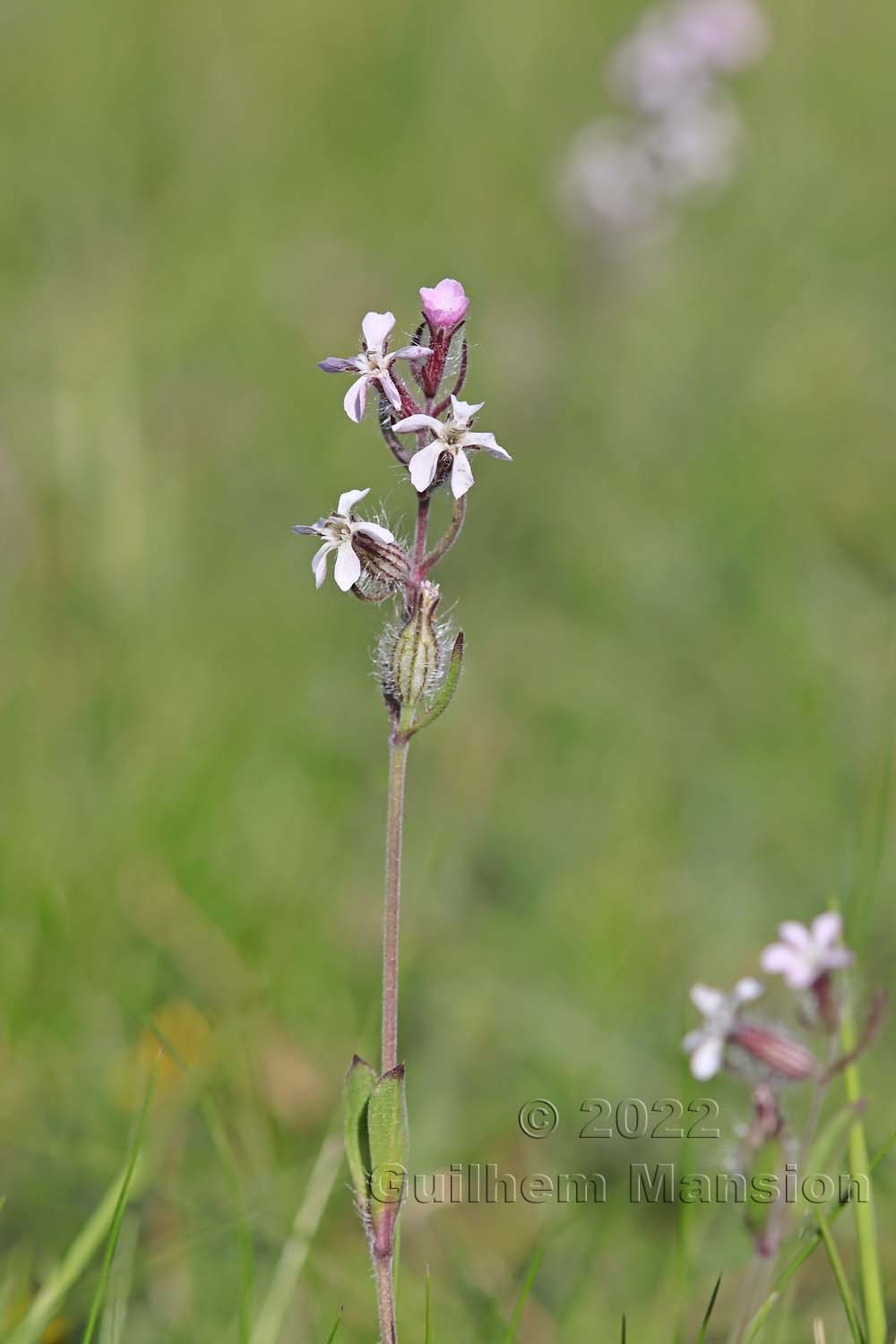 Silene gallica