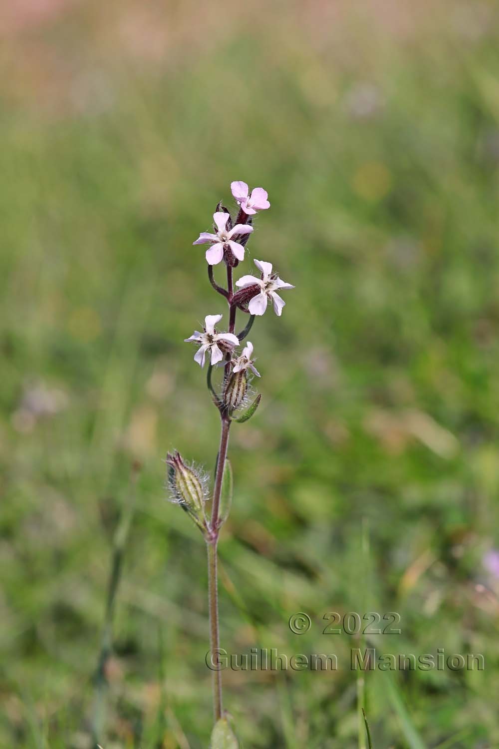 Silene gallica