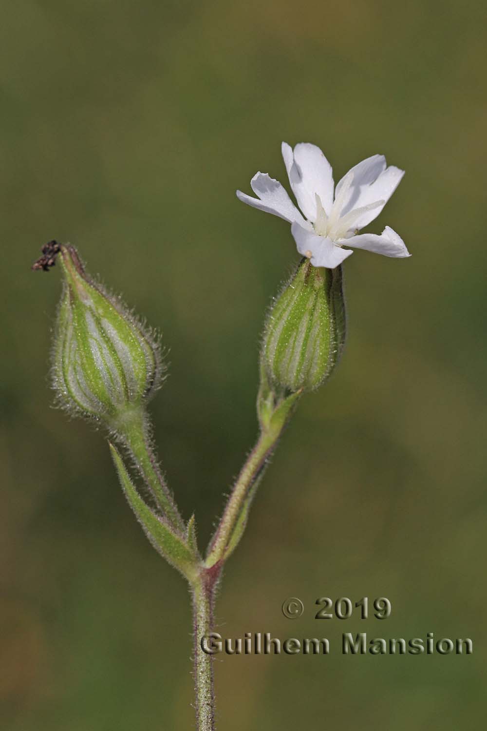 Silene latifolia subsp. alba