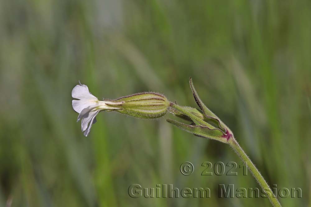 Silene latifolia subsp. alba