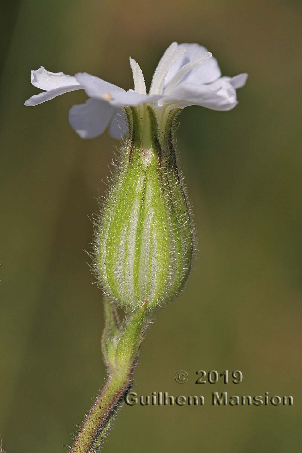 Silene latifolia subsp. alba