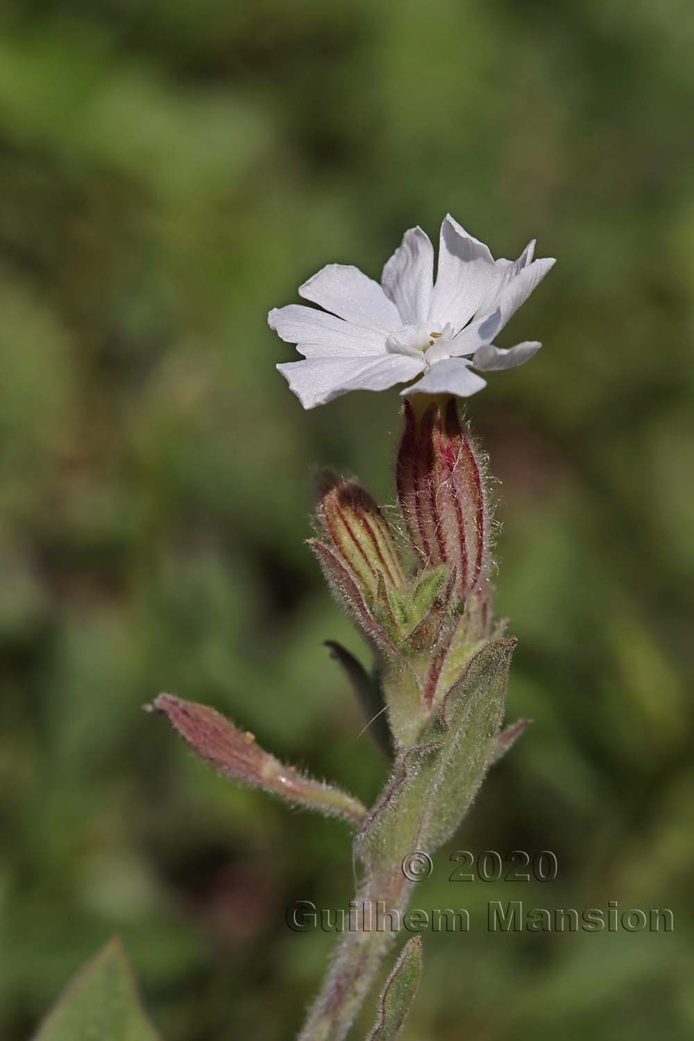 Silene latifolia subsp. alba