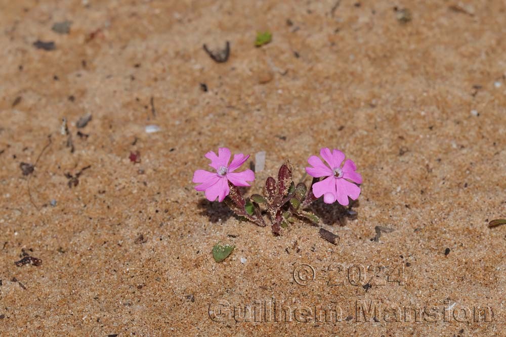 Silene littorea