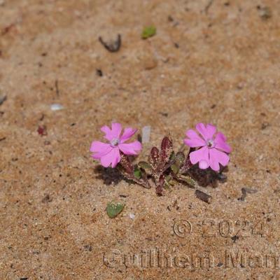 Silene littorea