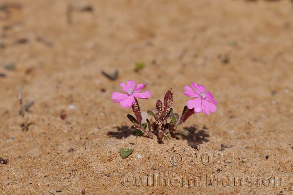 Silene littorea