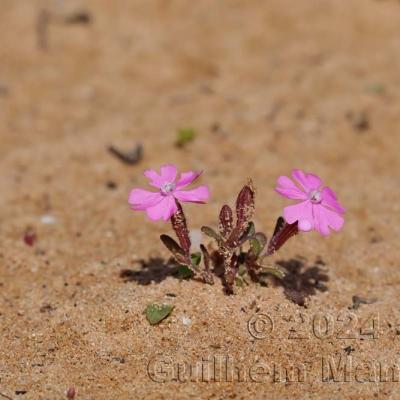 Silene littorea