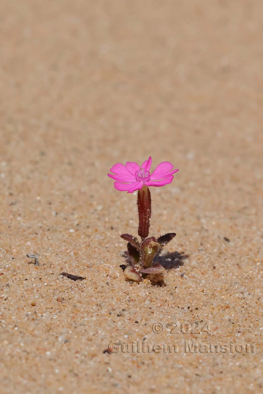 Silene littorea