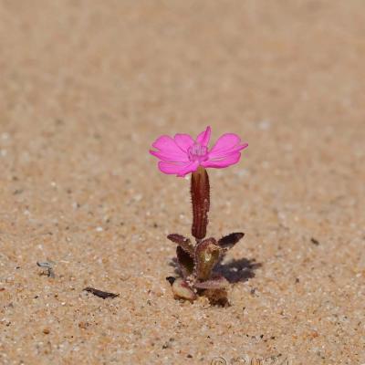 Silene littorea