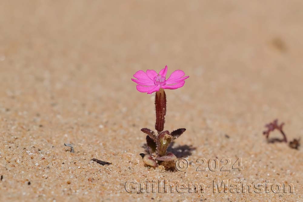 Silene littorea