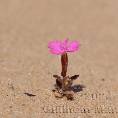 Silene littorea
