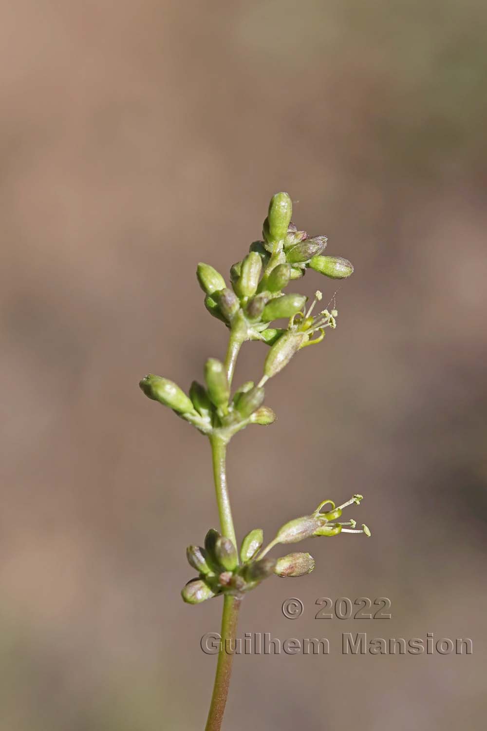 Silene otites