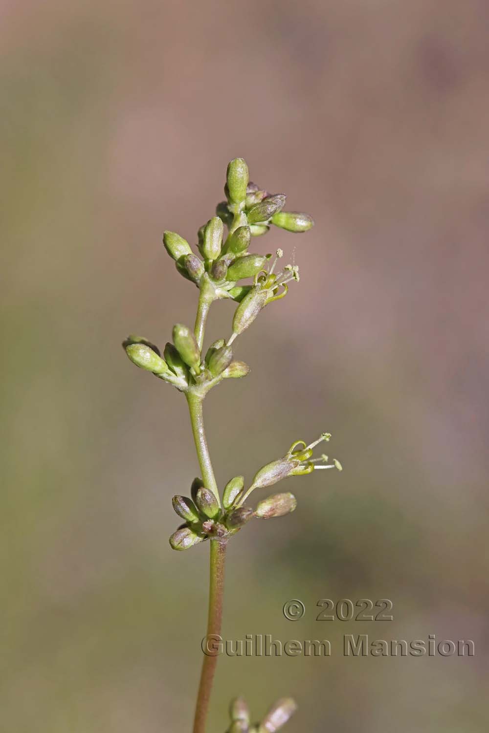 Silene otites