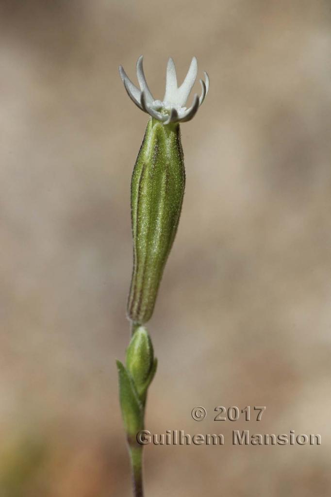 Silene pilosellifolia