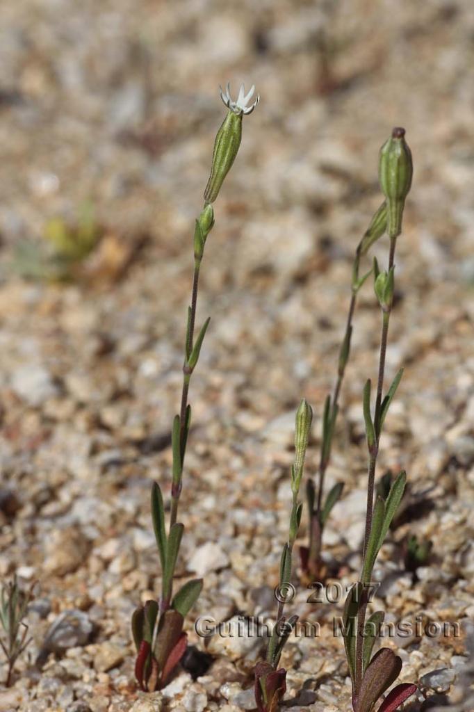 Silene pilosellifolia