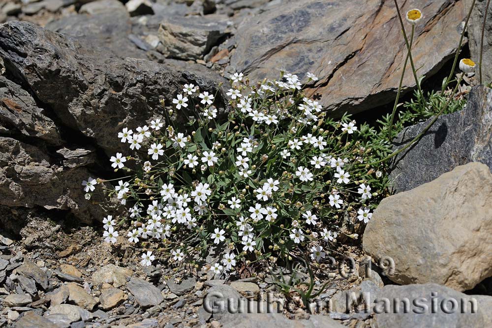 Atocion rupestre [Silene rupestris]