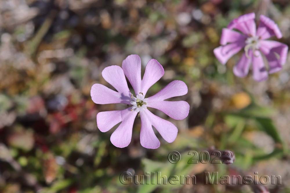 Silene sericea