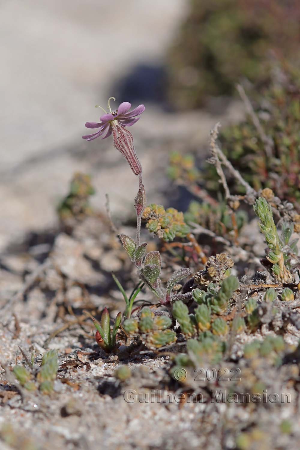 Silene sericea