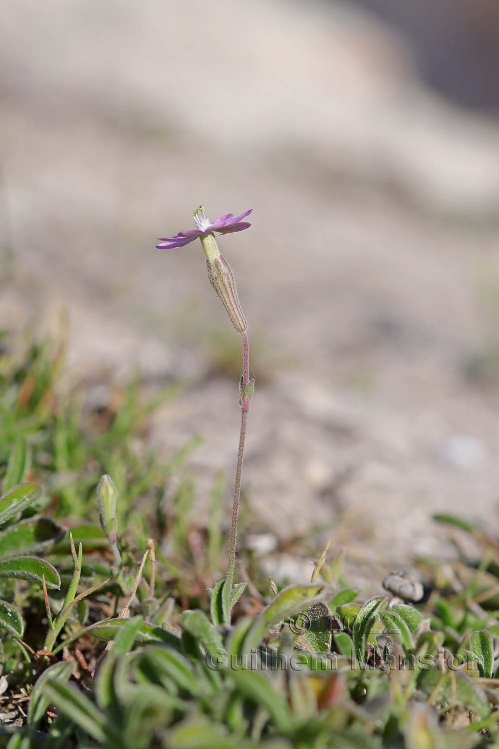 Silene sericea