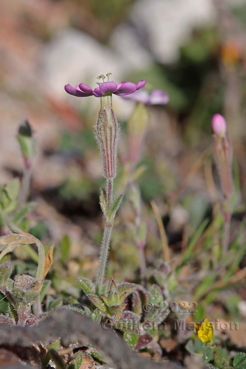 Silene sericea