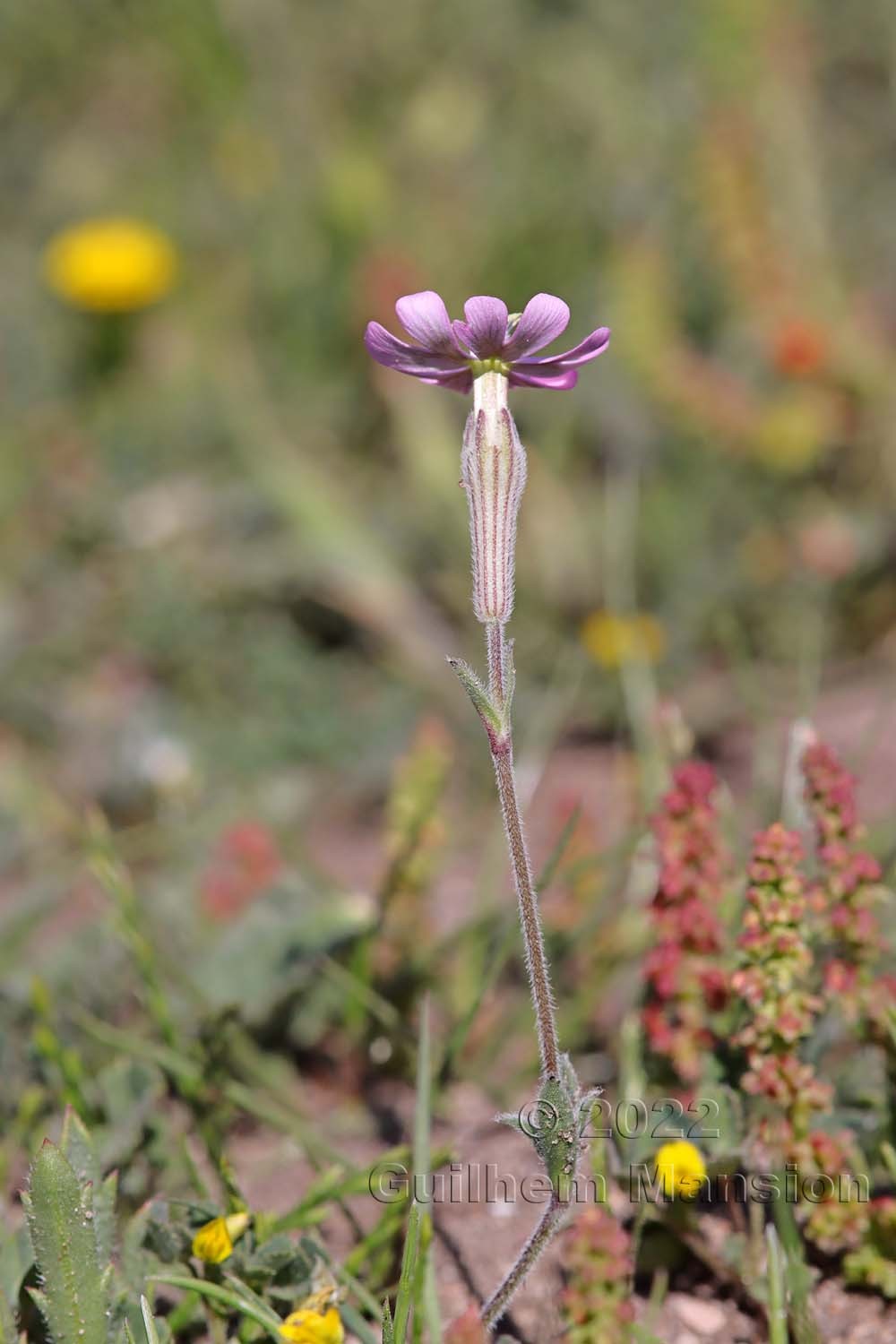 Silene sericea