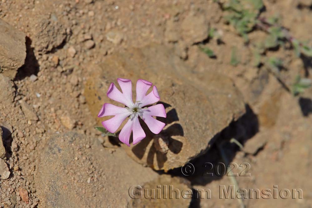 Silene sericea