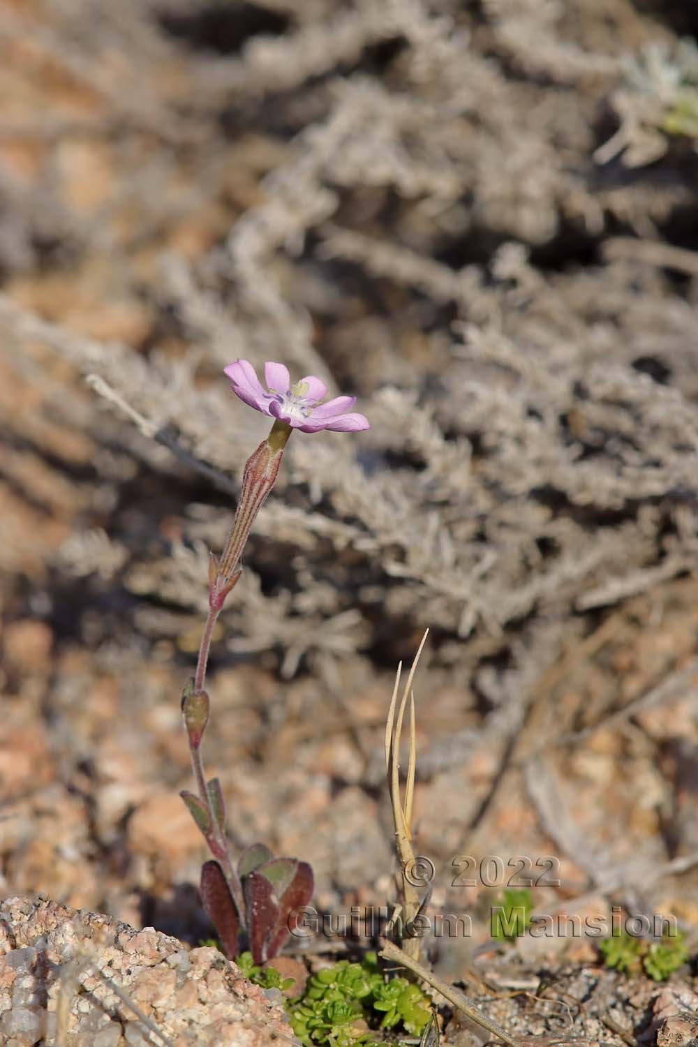 Silene sericea