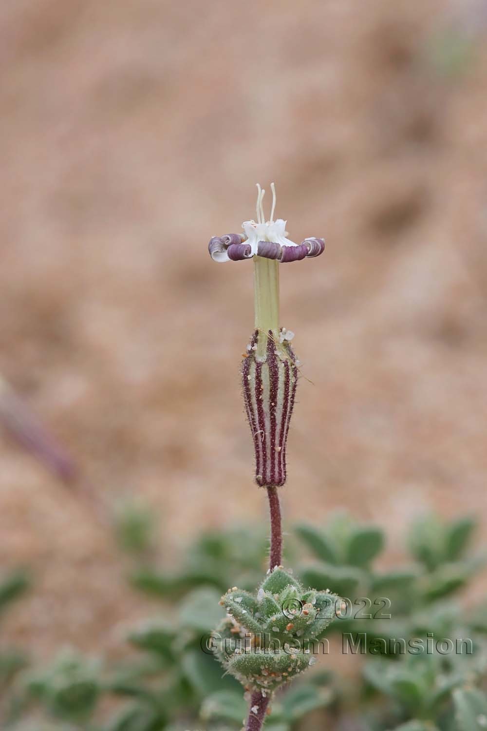 Silene succulenta subsp. corsica