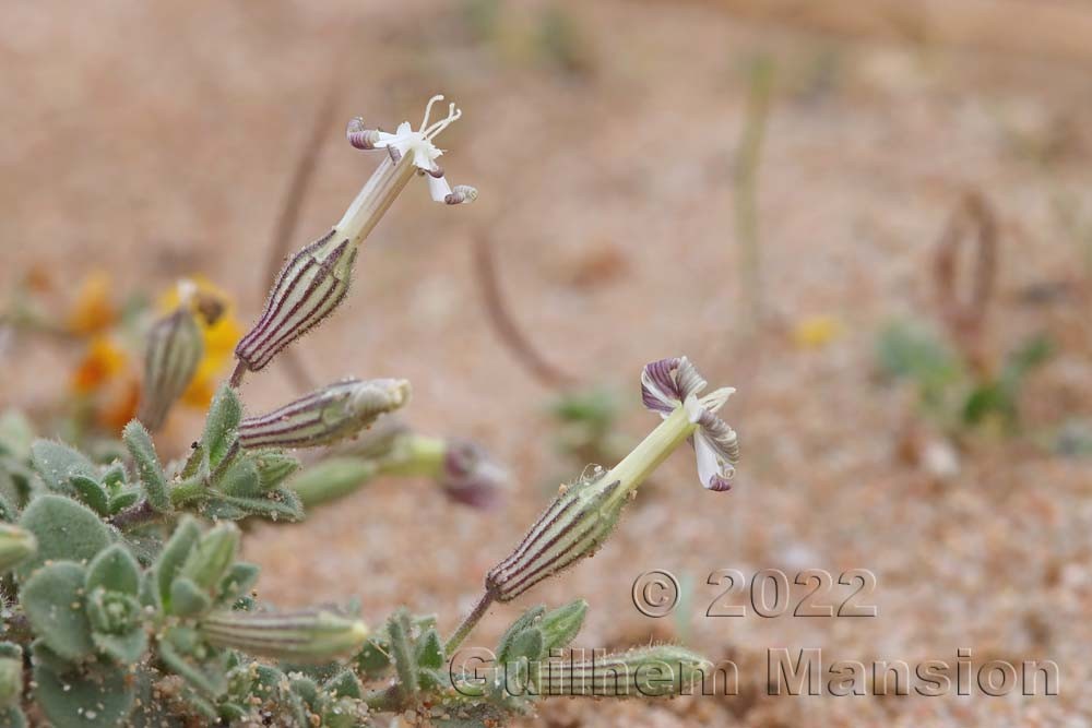 Silene succulenta subsp. corsica