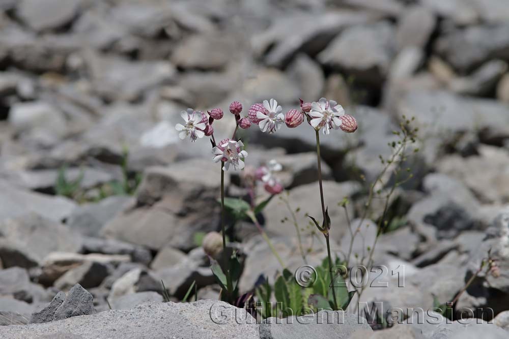 Silene vulgaris