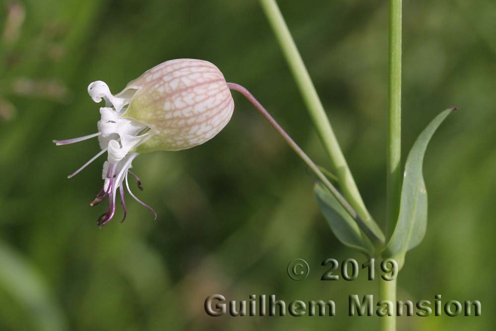 Silene vulgaris