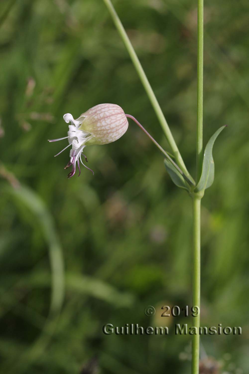 Silene vulgaris