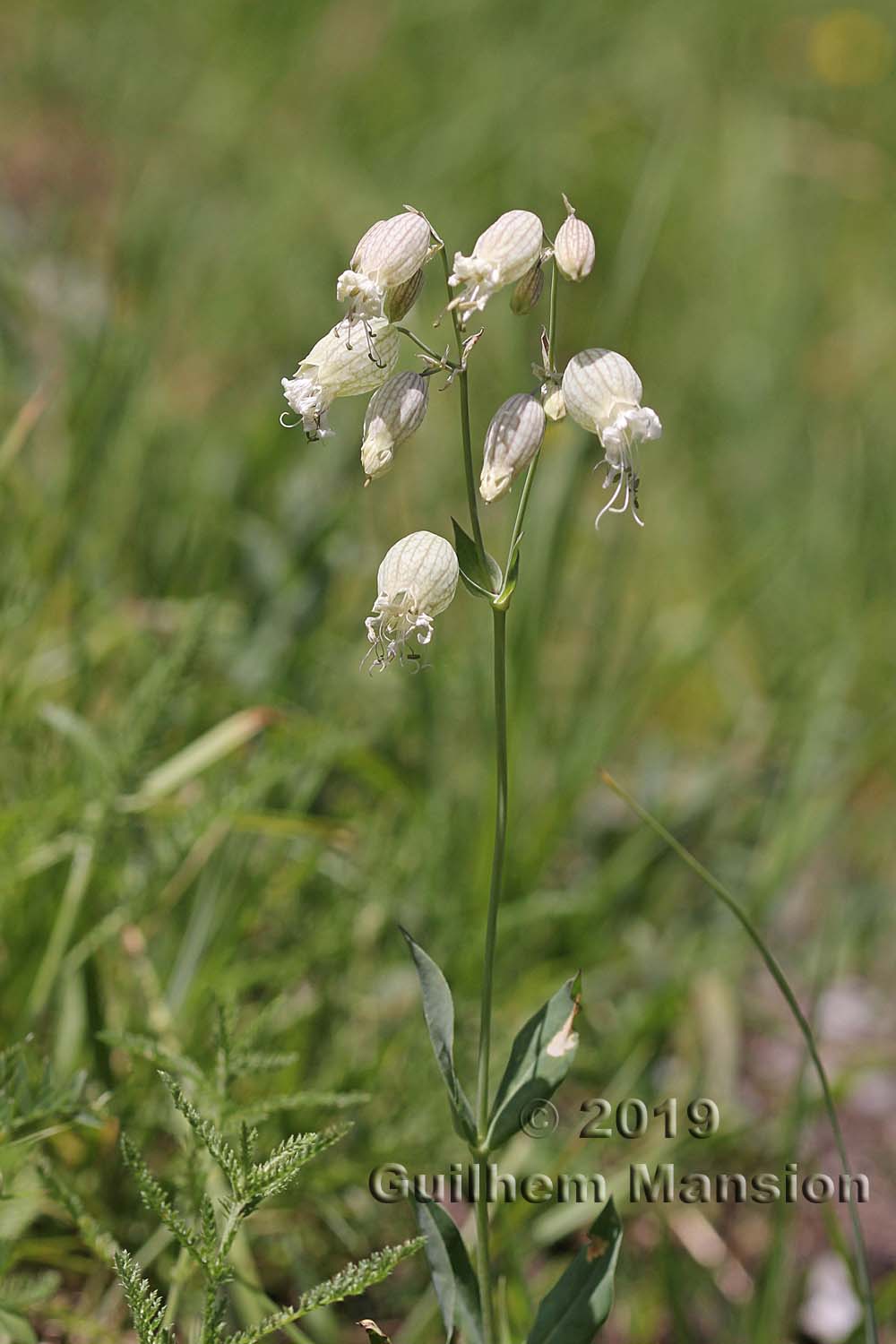 Silene vulgaris