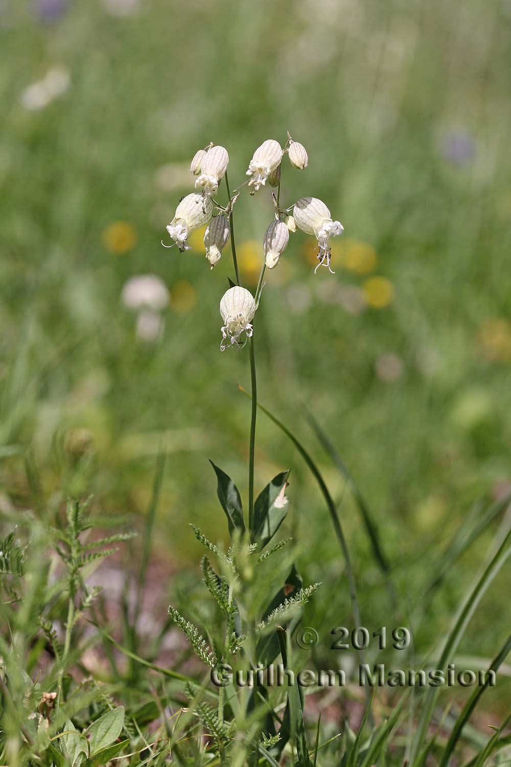 Silene vulgaris