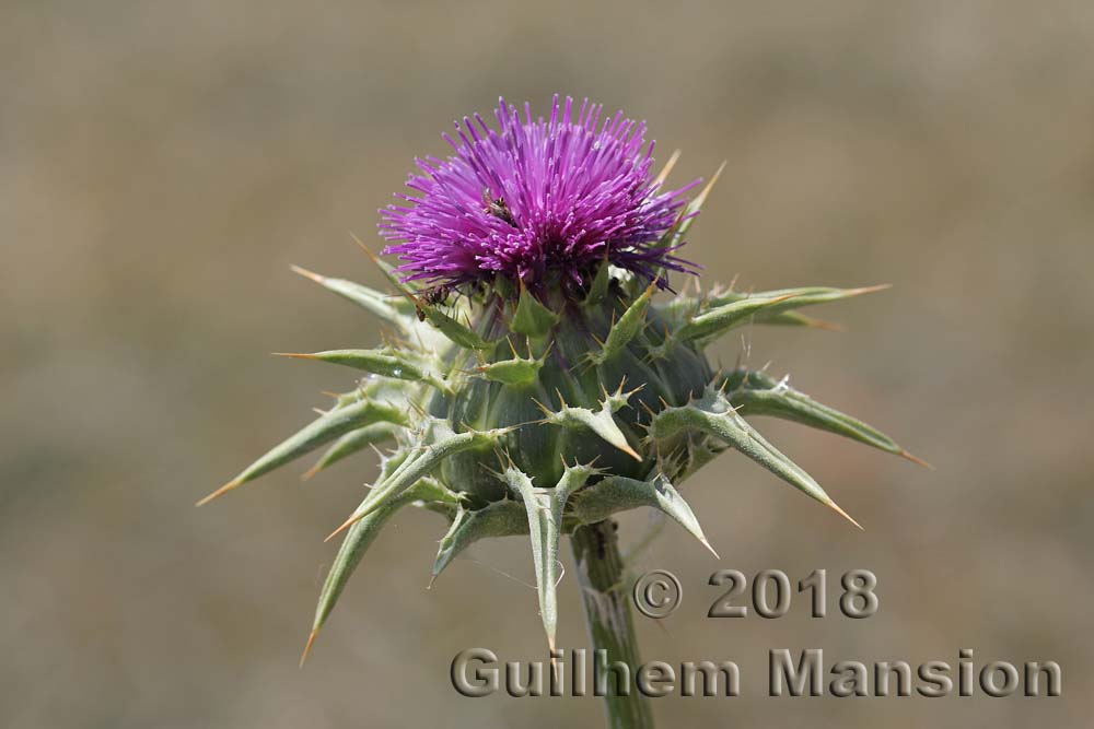 Silybum marianum