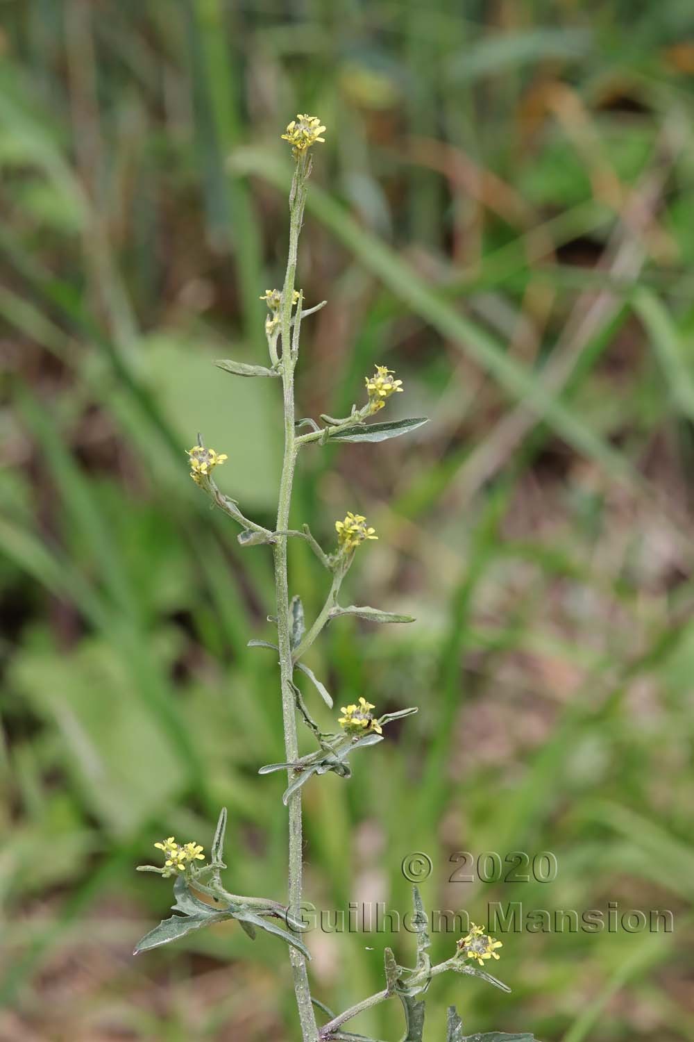 Sisymbrium officinale