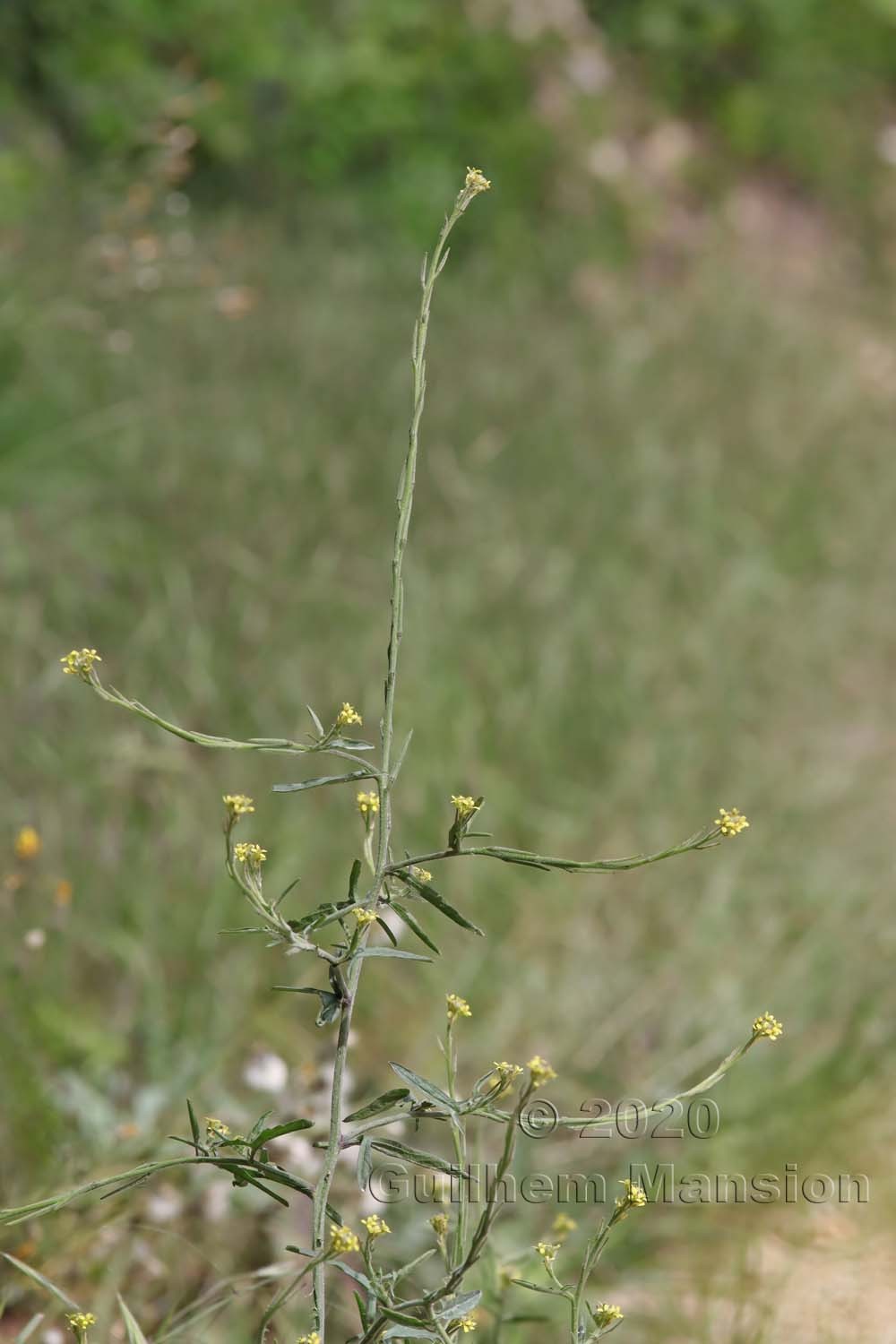 Sisymbrium officinale