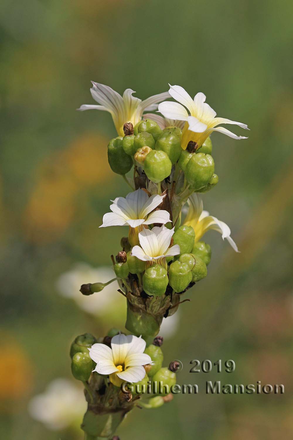 Sisyrinchium striatum