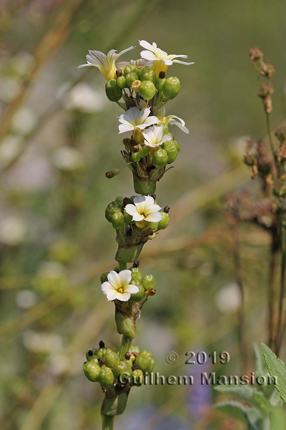 Sisyrinchium striatum