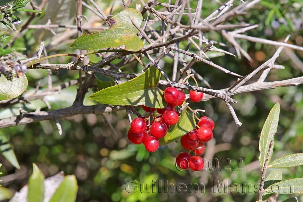 Smilax aspera