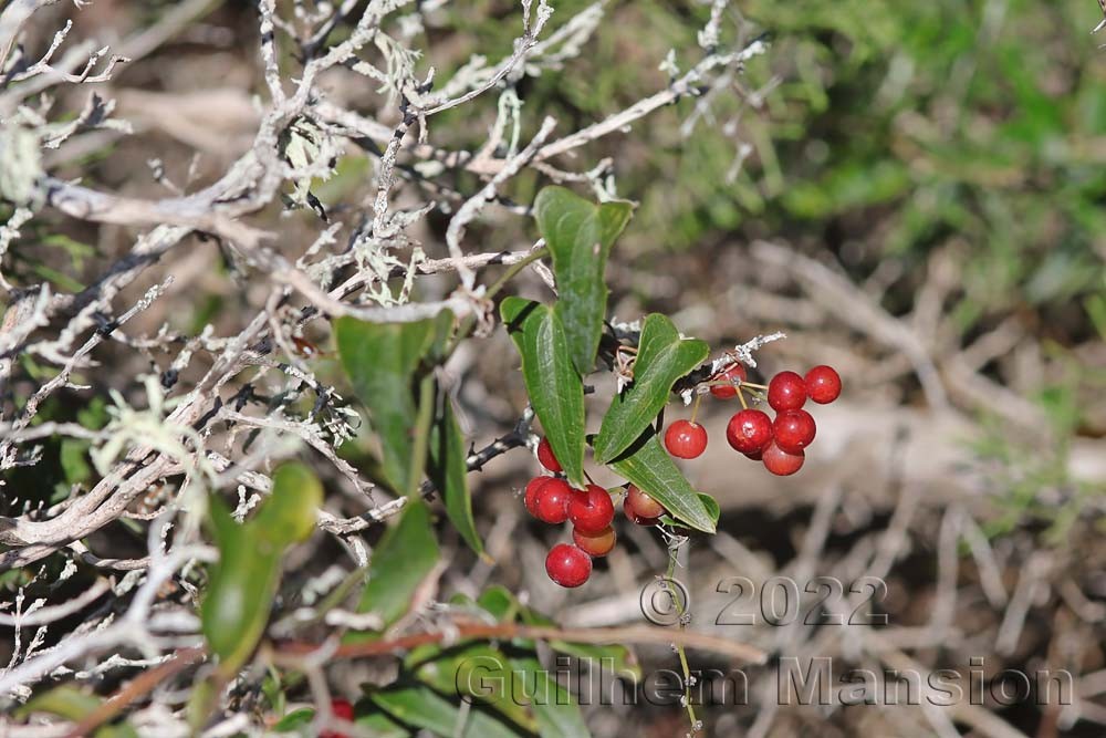 Smilax aspera