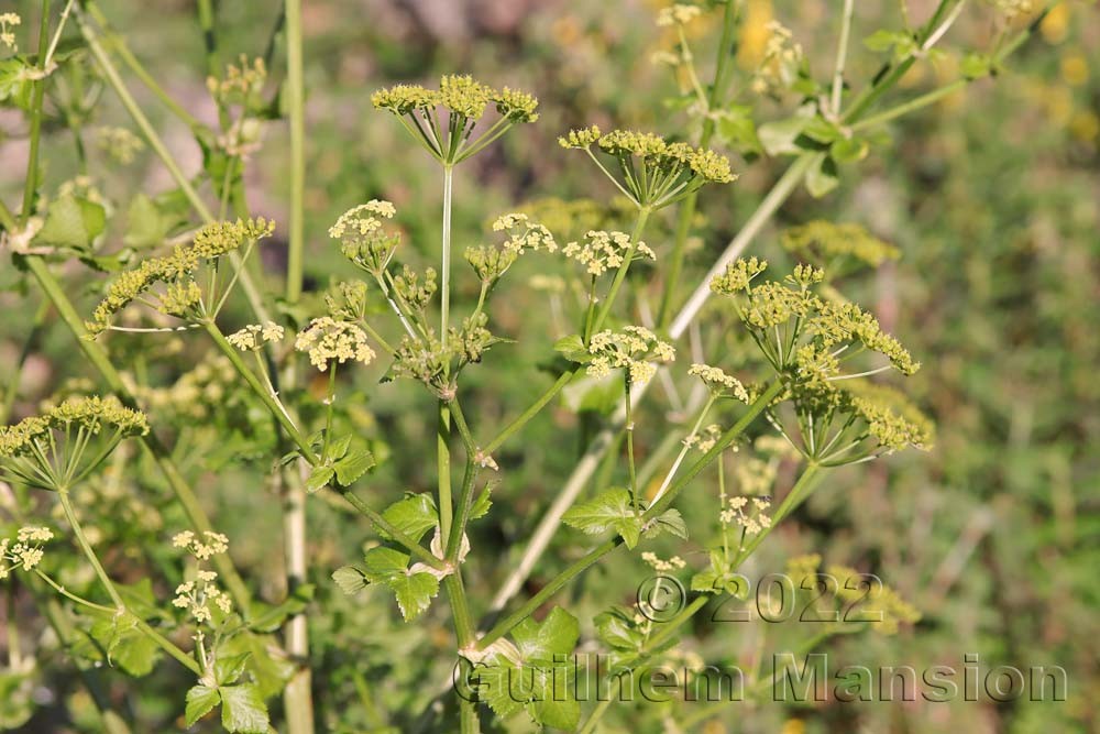 Smyrnium olusatrum