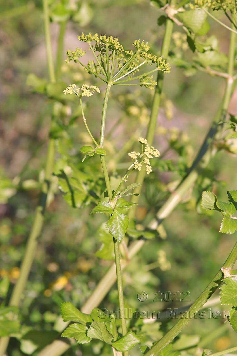 Smyrnium olusatrum