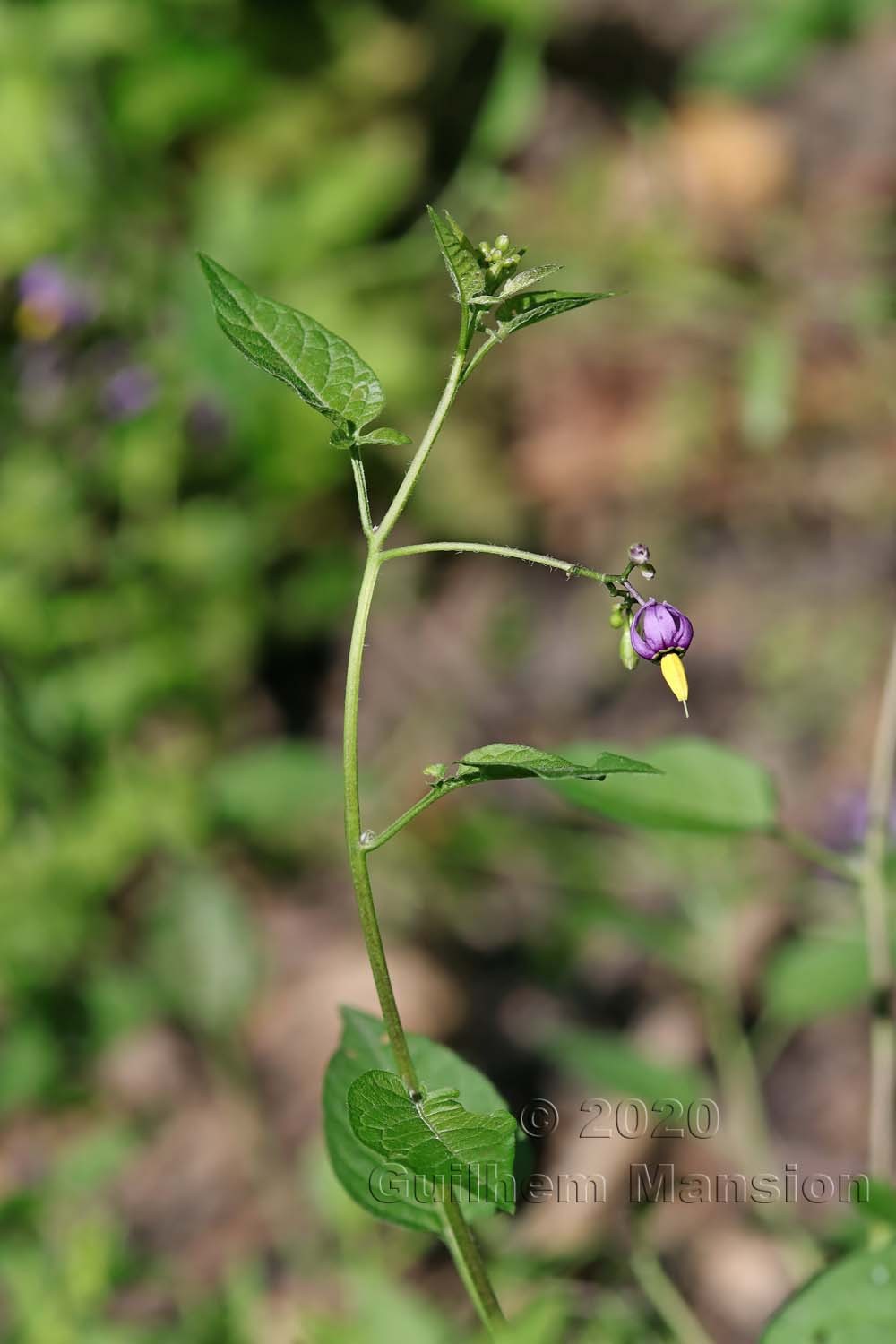 Solanum dulcamara