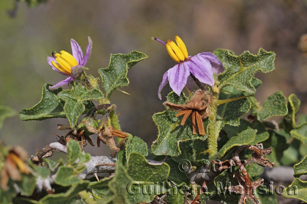 Solanum giftbergense