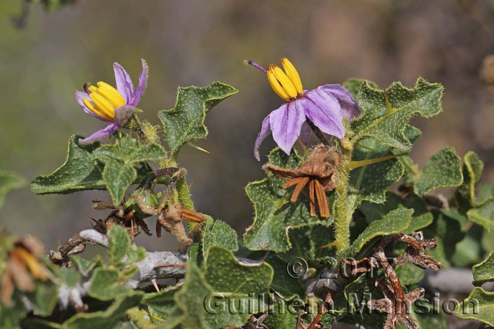 Famille - Solanaceae