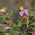 Family - Solanaceae