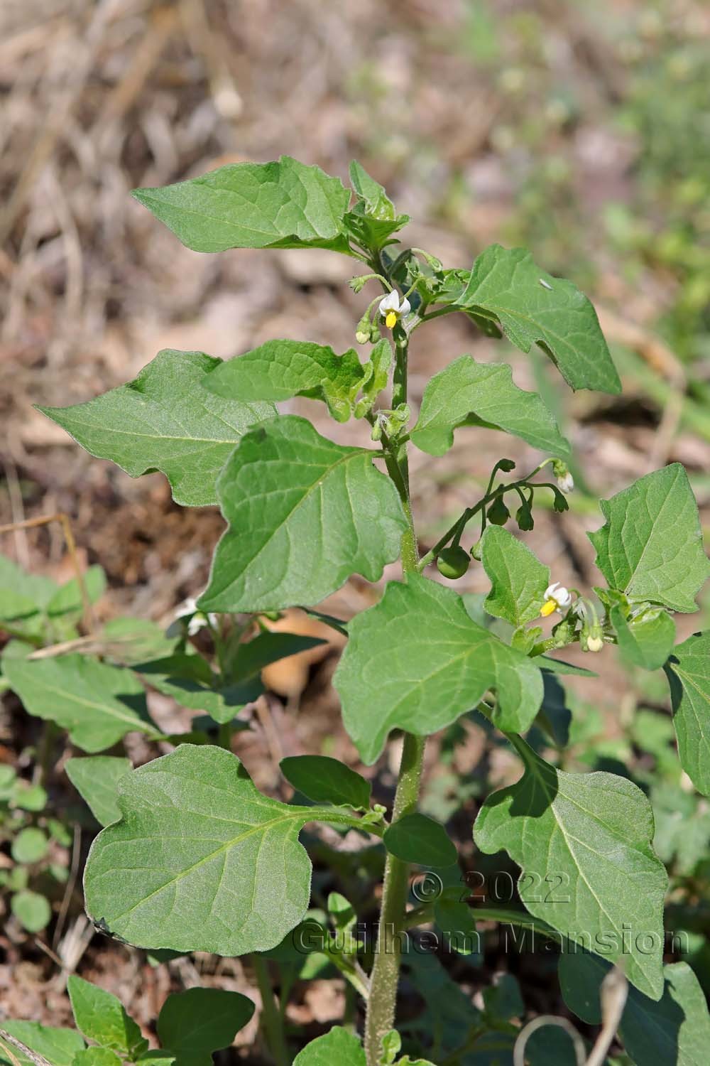 Solanum nigrum