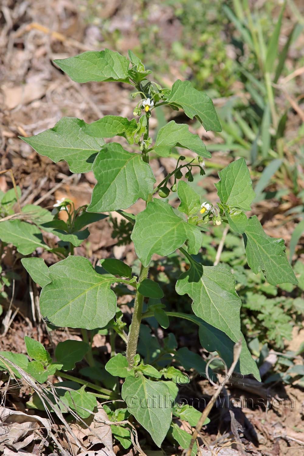 Solanum nigrum