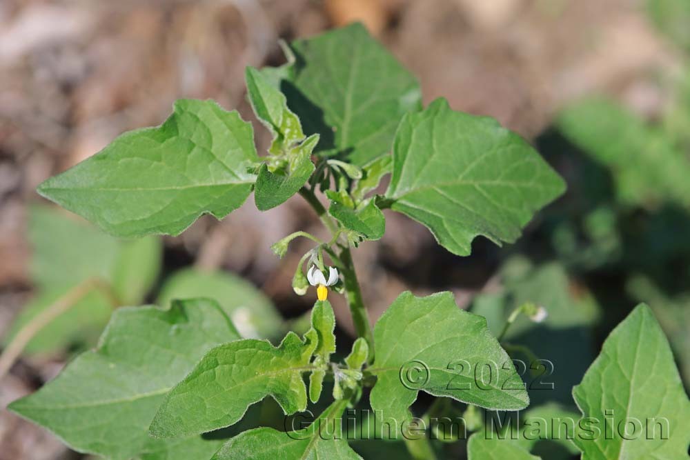 Solanum nigrum